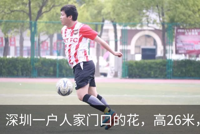 深圳一户人家门口的花，高26米，直接爬上9层楼，太壮观了